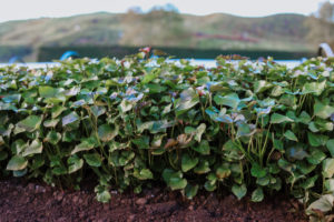 kumara nutritional benefits