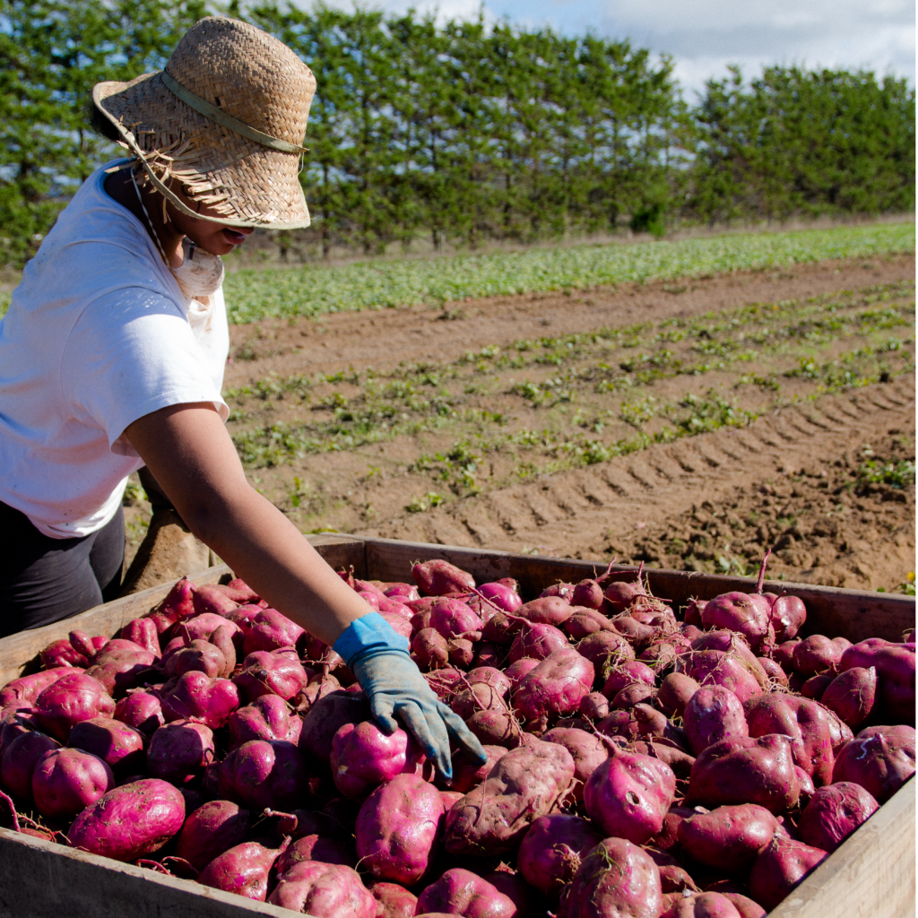 new zealand sweet potato